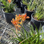 袋鼠爪-丛林辉光