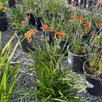 袋鼠爪-丛林辉光