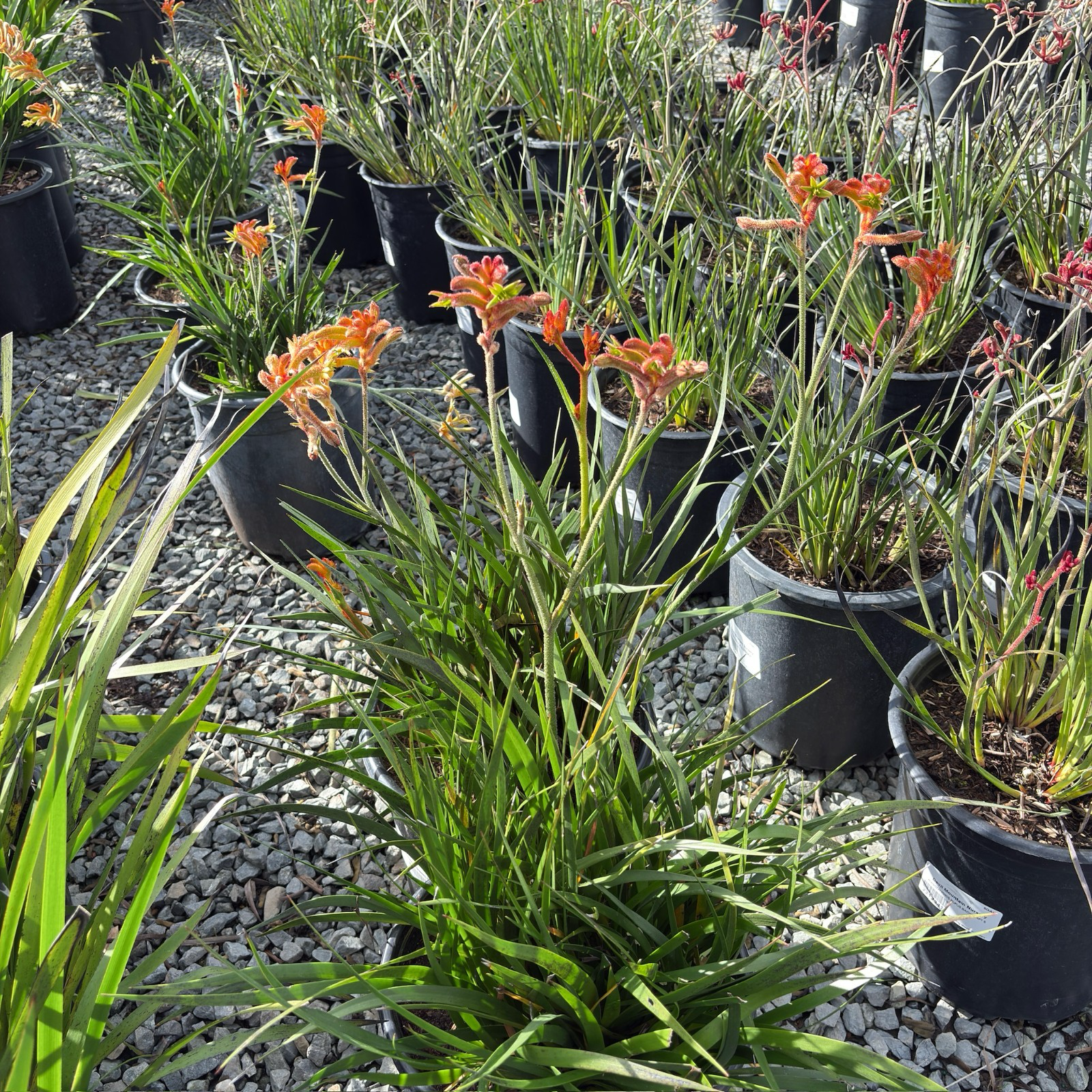 袋鼠爪-丛林辉光