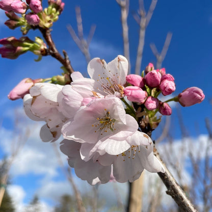 Cherry Blossom Tree-Single Layer Pink and White