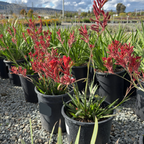 袋鼠爪-丛林游侠