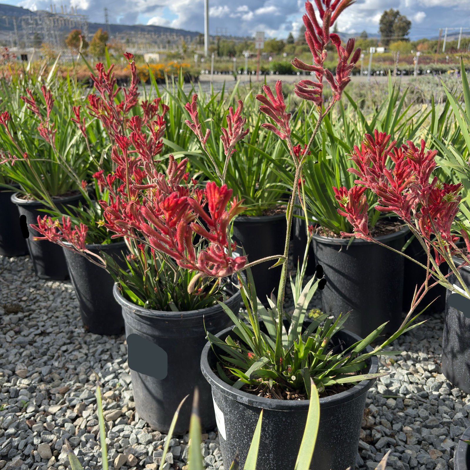 袋鼠爪-丛林游侠