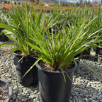 袋鼠爪-琥珀丝绒