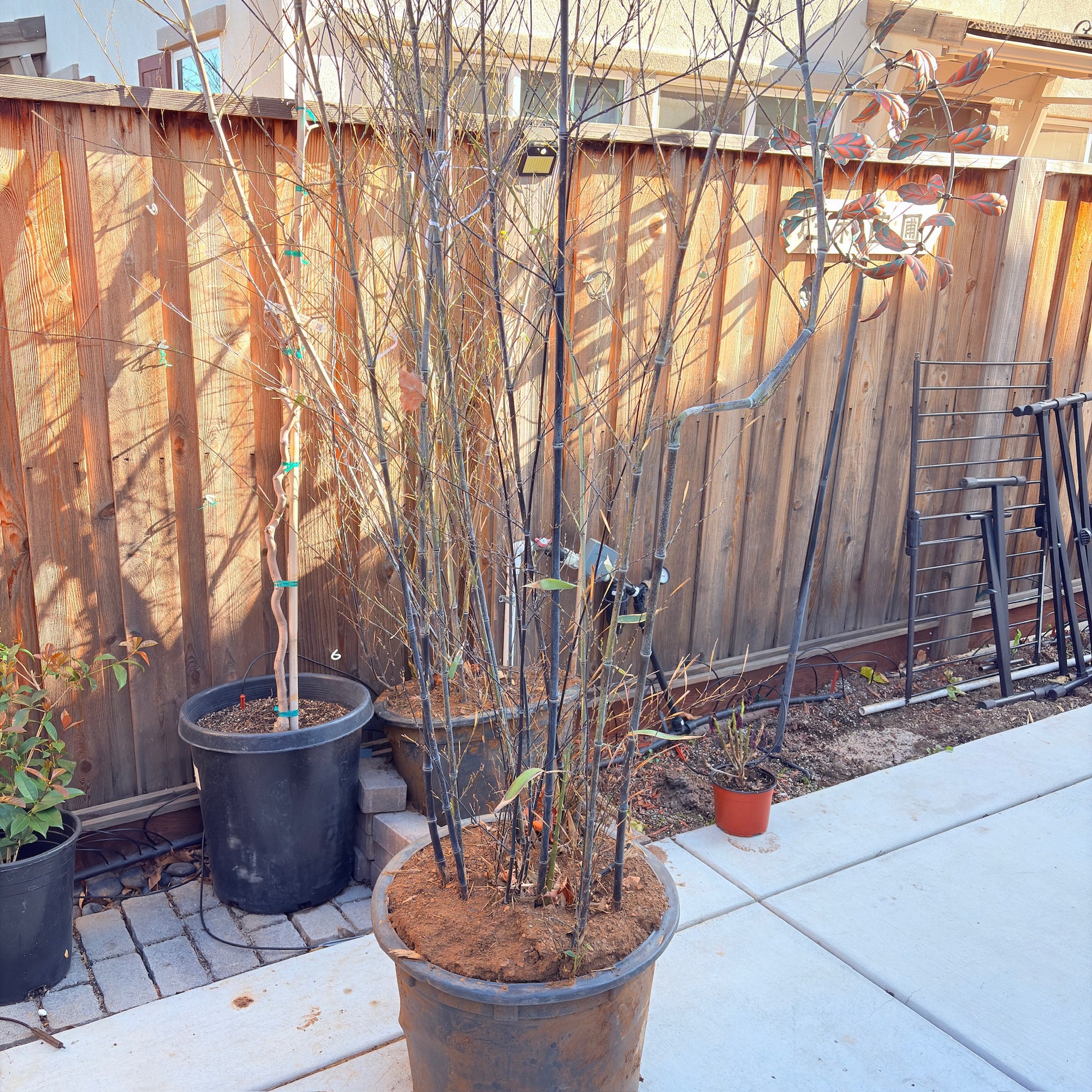 Black Bamboo