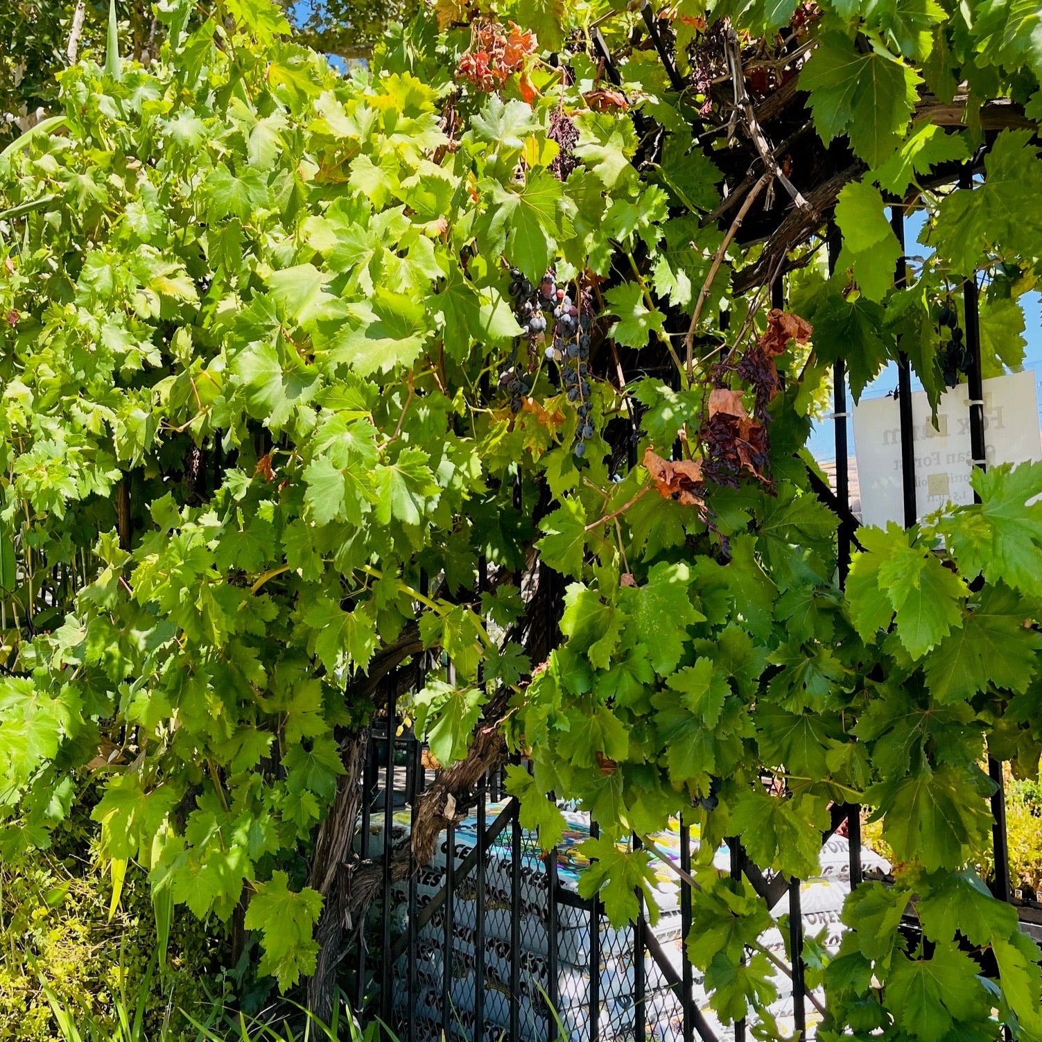 Eastern Concord Seedless Grape