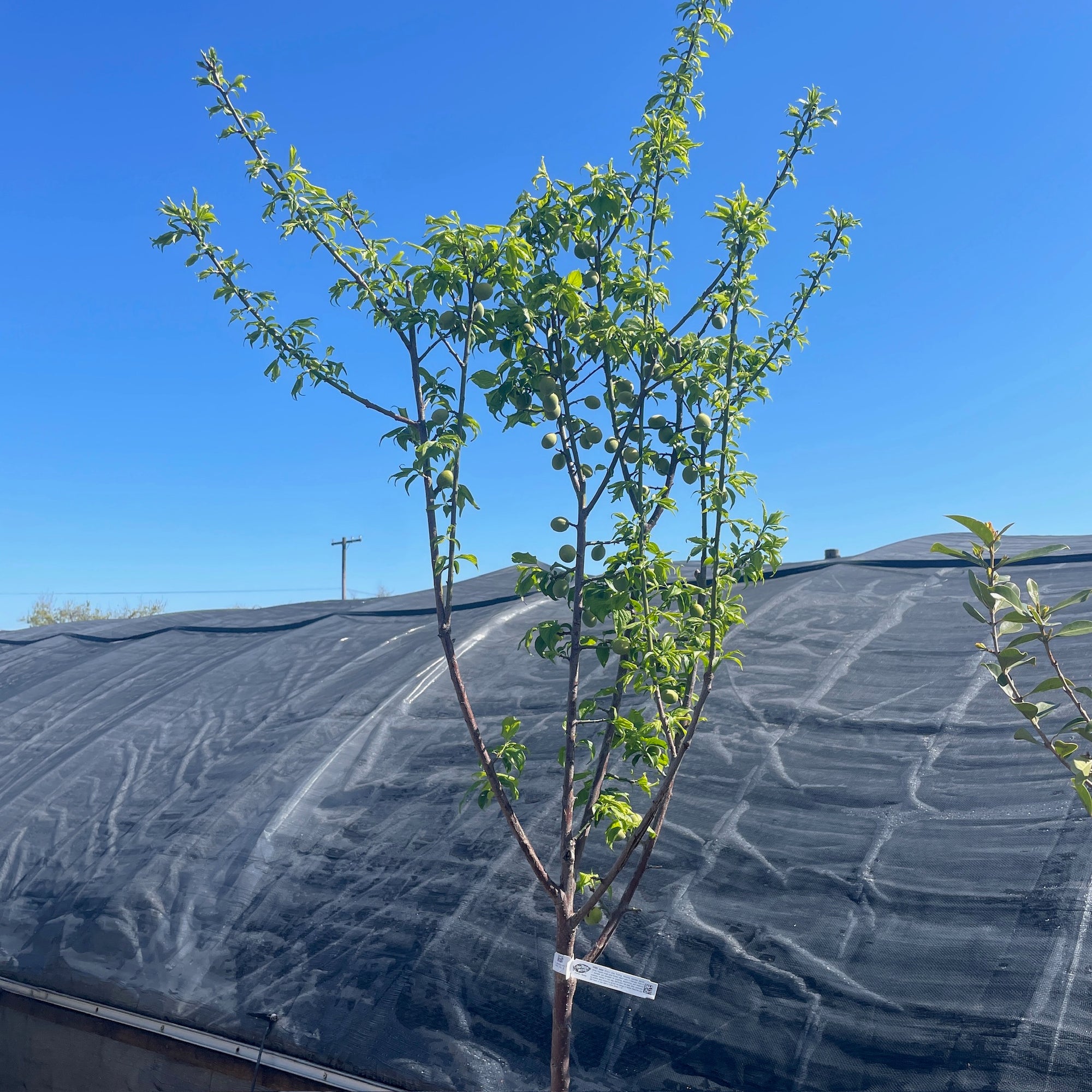 Shiro Kaga Apricot Tree/Japanese Apricot Tree
