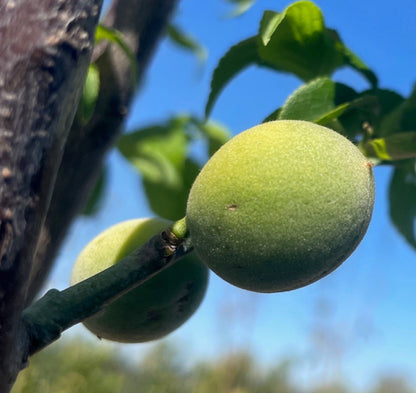 Green plum tree - Japanese green plum tree