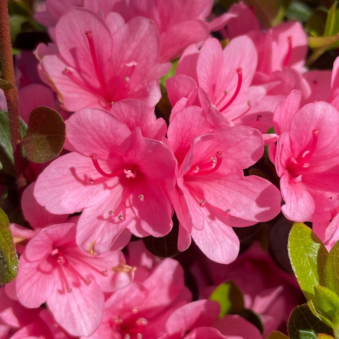 Coral Bell Azalea