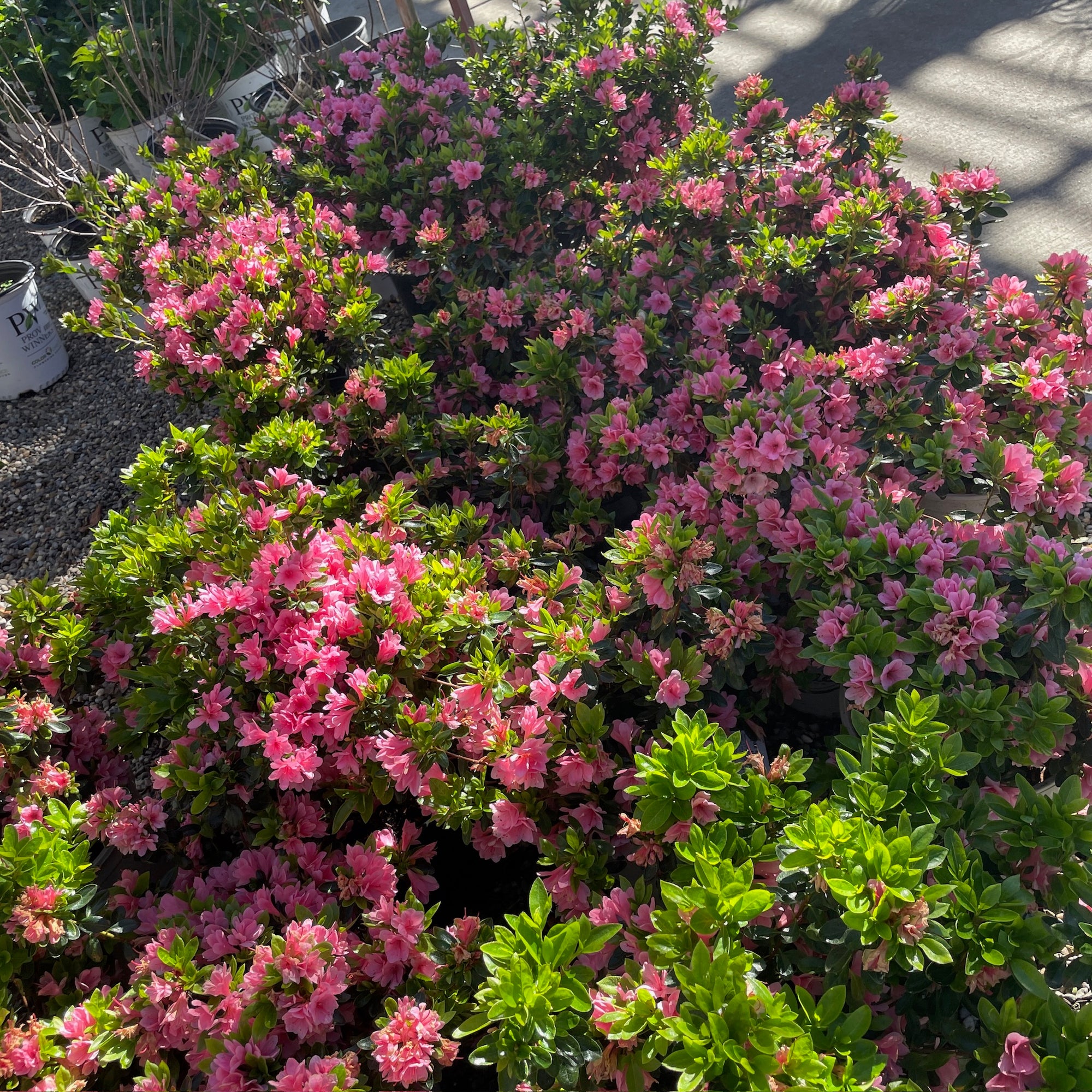 Coral Bell Azalea