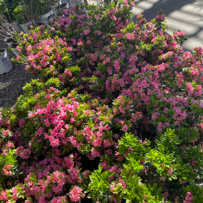 Azalea Tree - Coral Bells Azalea