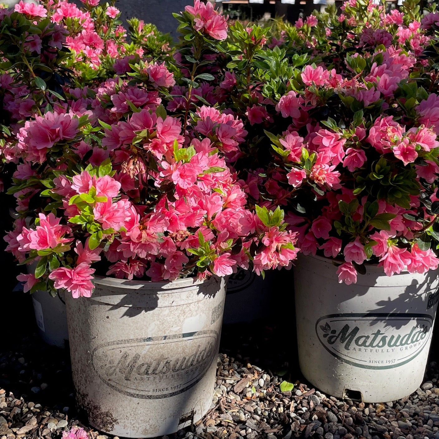 Azalea Tree - Coral Bells Azalea