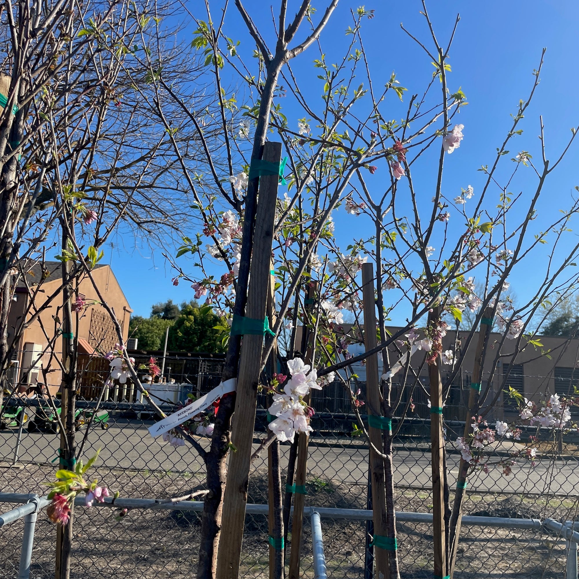 Yoshino Flowering Cherry
