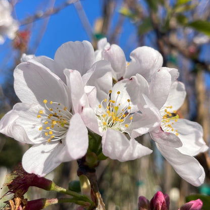 Cherry Blossom Tree-Single Layer Pink and White