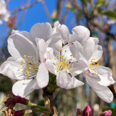 樱花树-单层粉白色