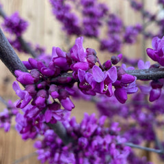 紫荆花-美国紫荆花