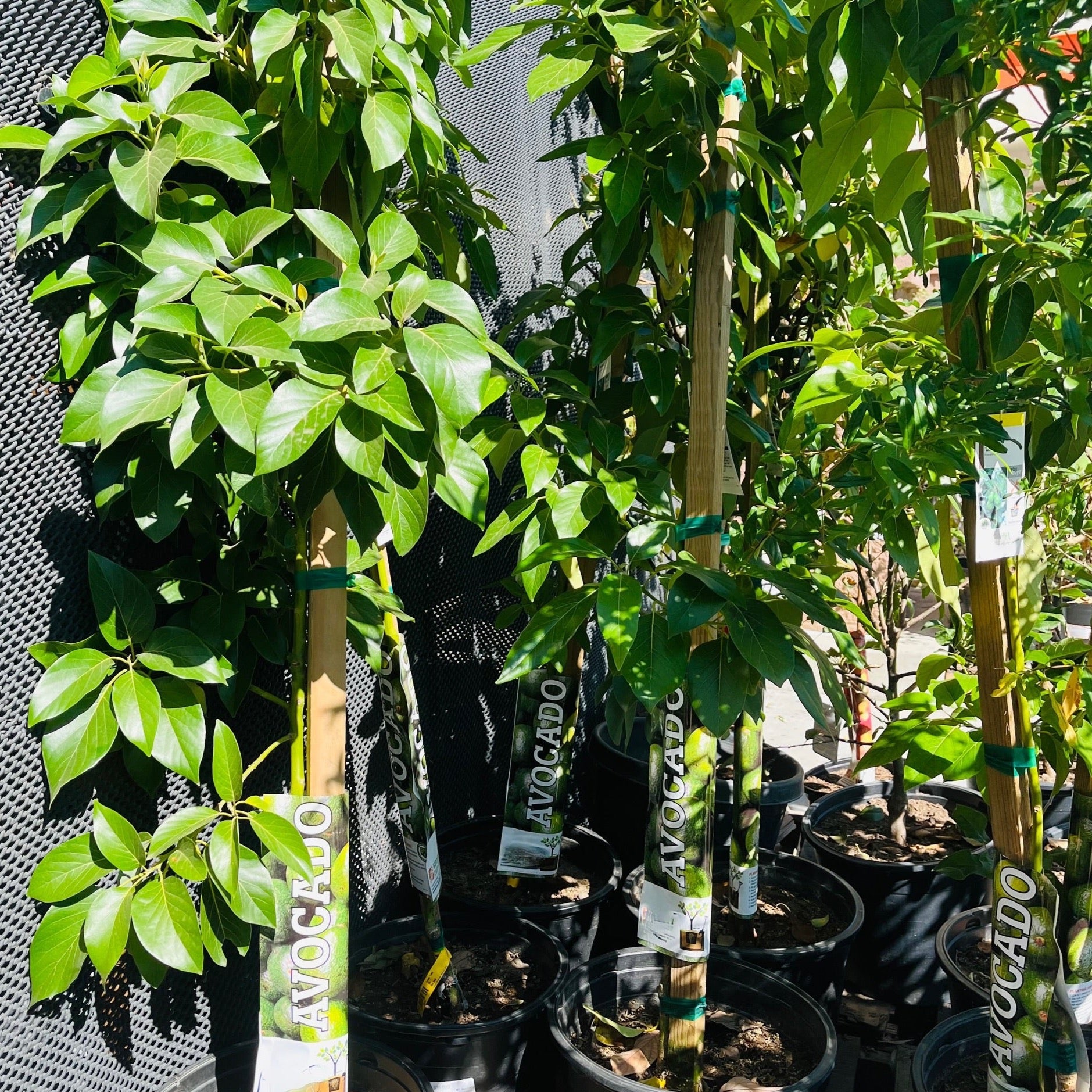 Zutano Avocado