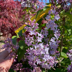 丁香花树-紫花