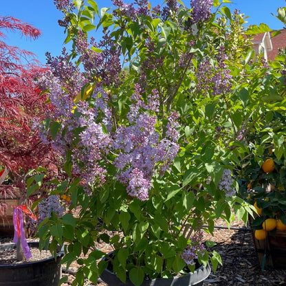 Lilac Tree - Purple Flowers