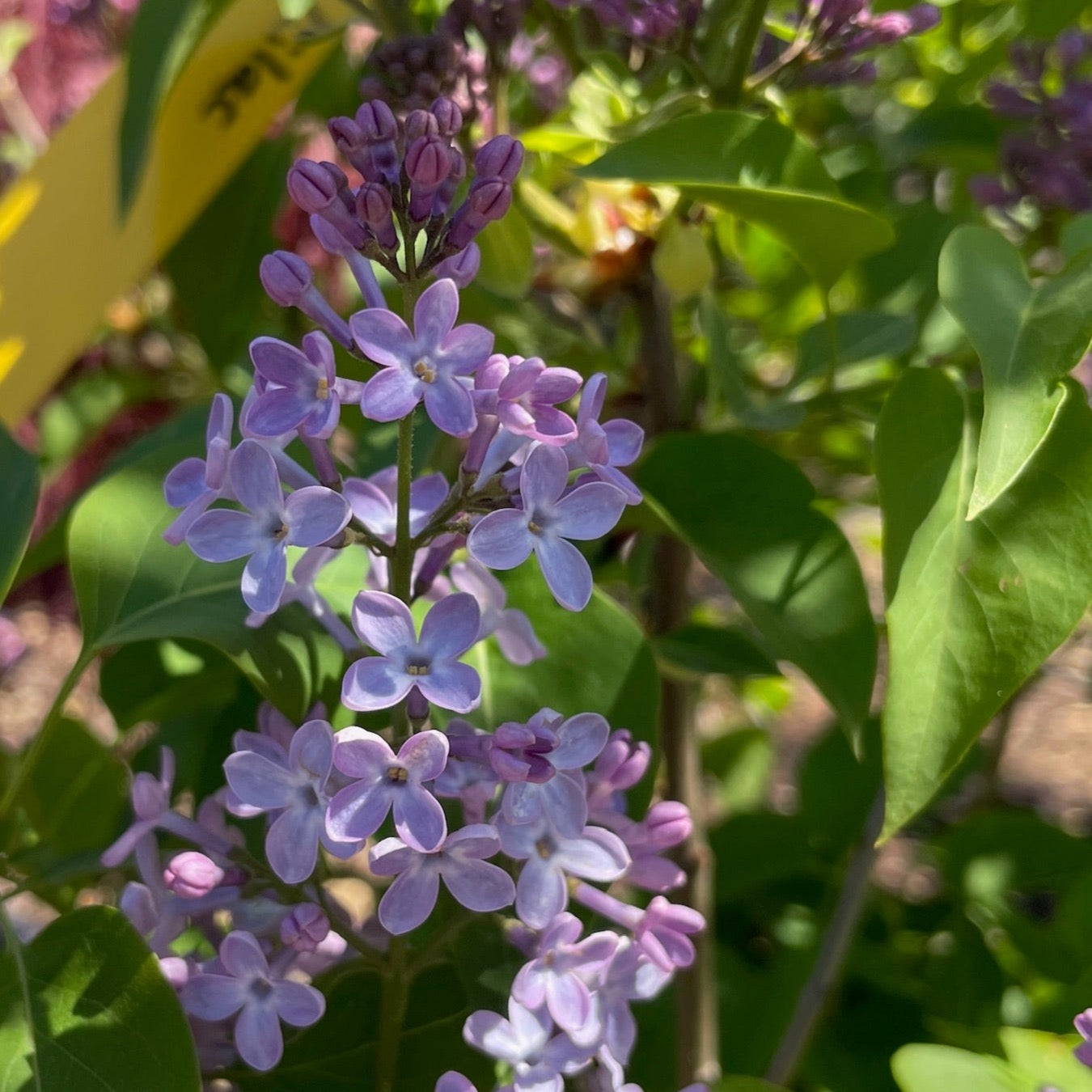 Lilac Tree - Purple Flowers