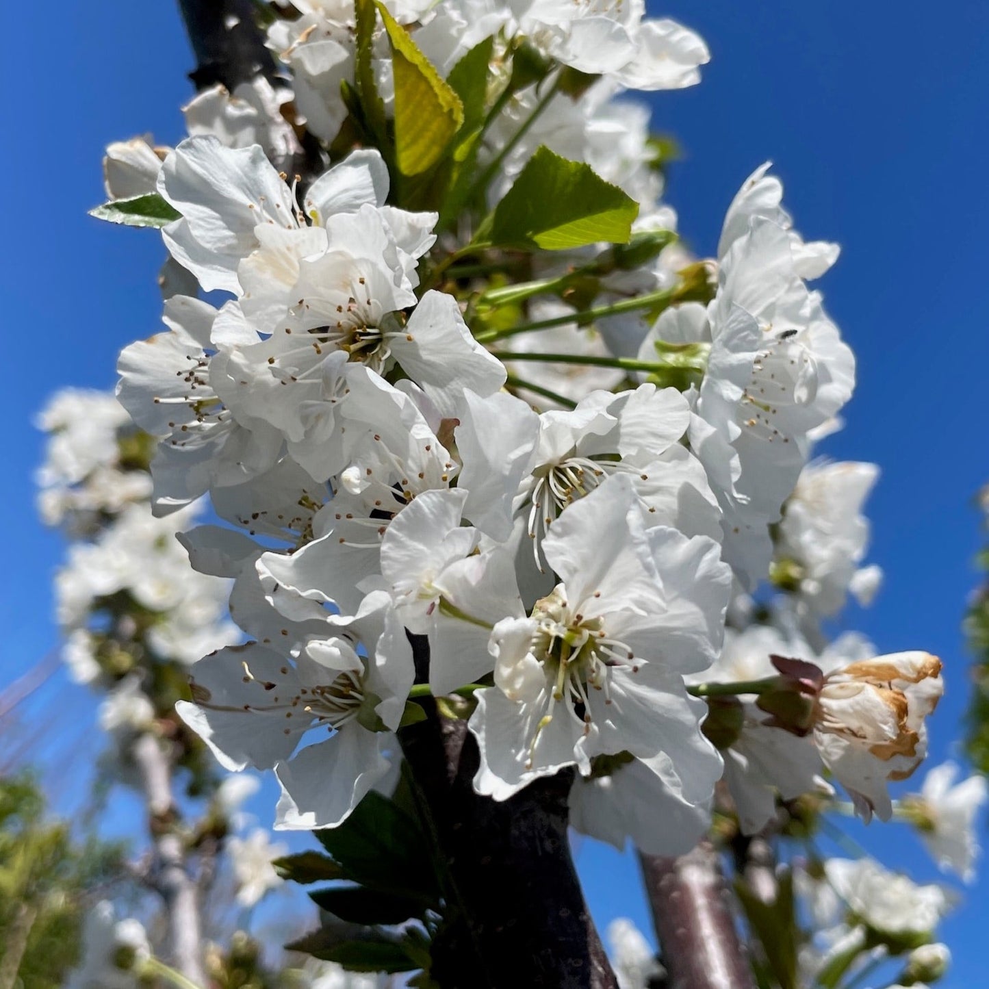 Cherry Tree-Binku Cherry