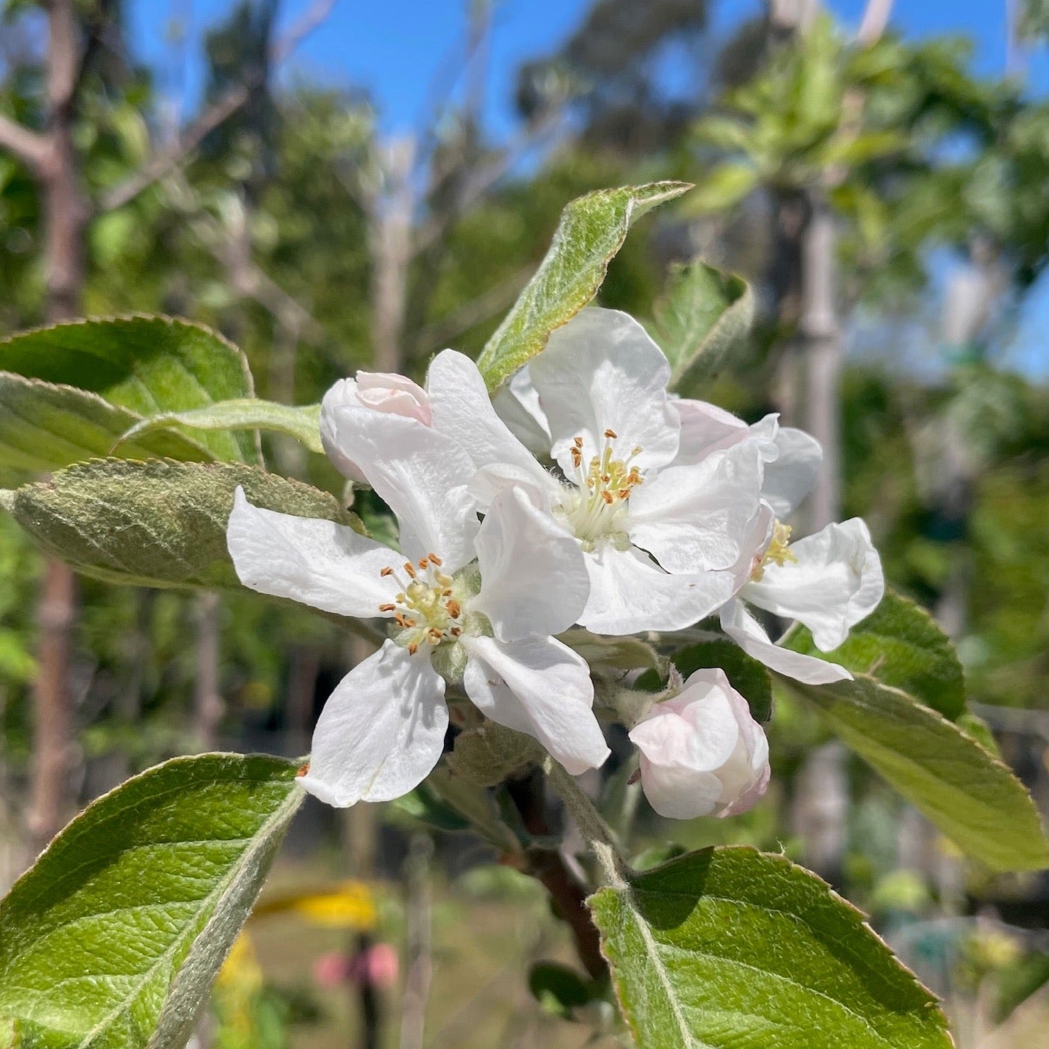 Fuji Apple
