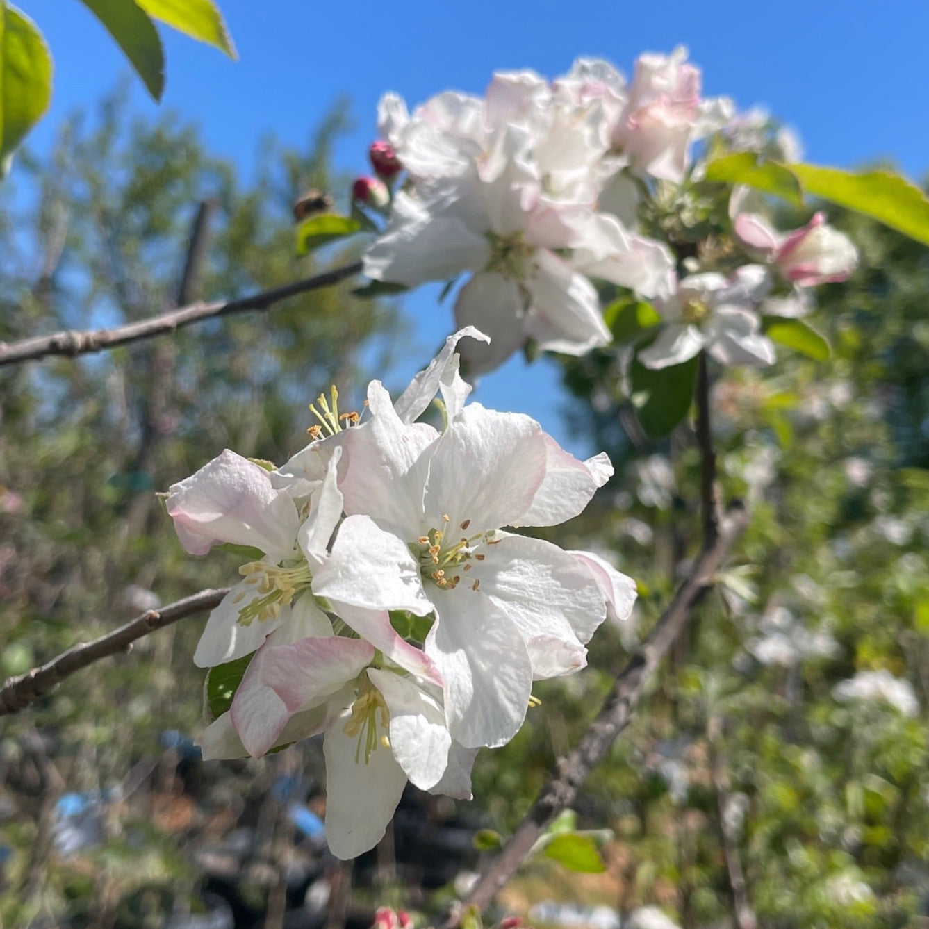 Apple Tree - Granny Smith Apple