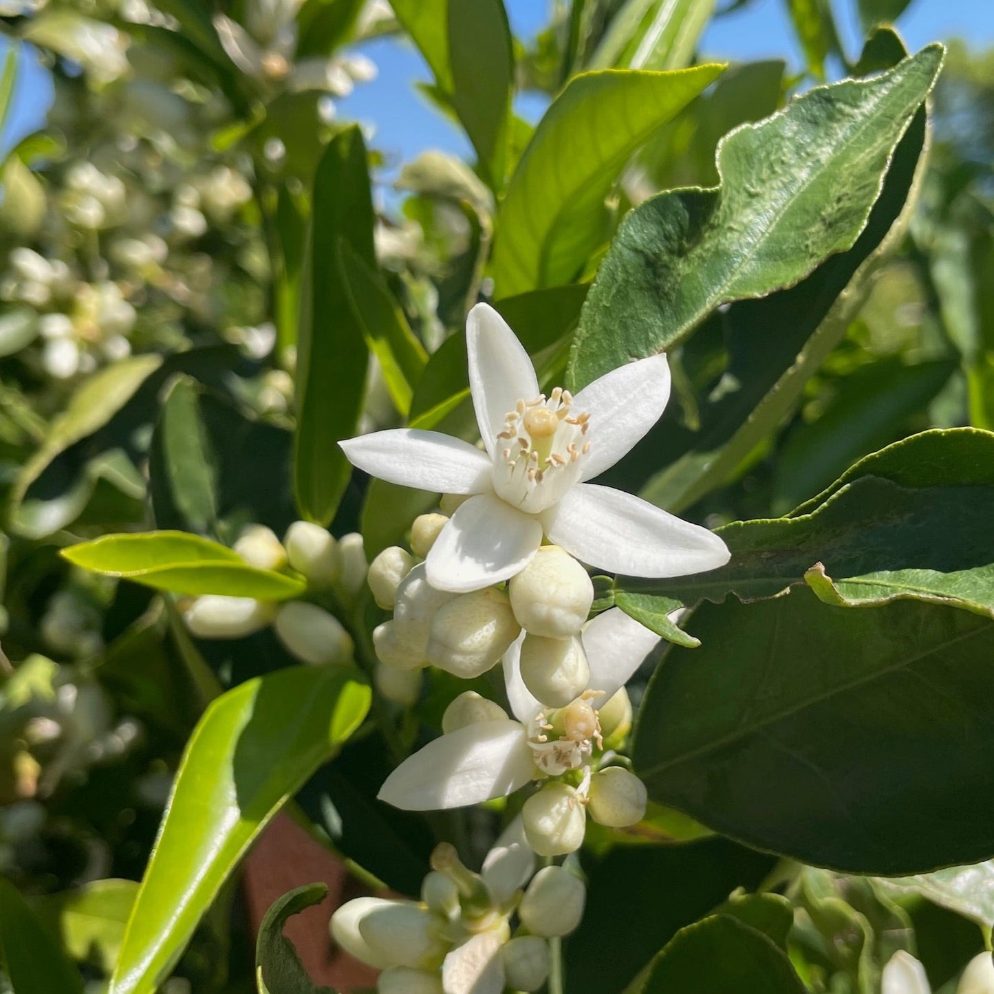 Orange Tree - Washington Navel Orange