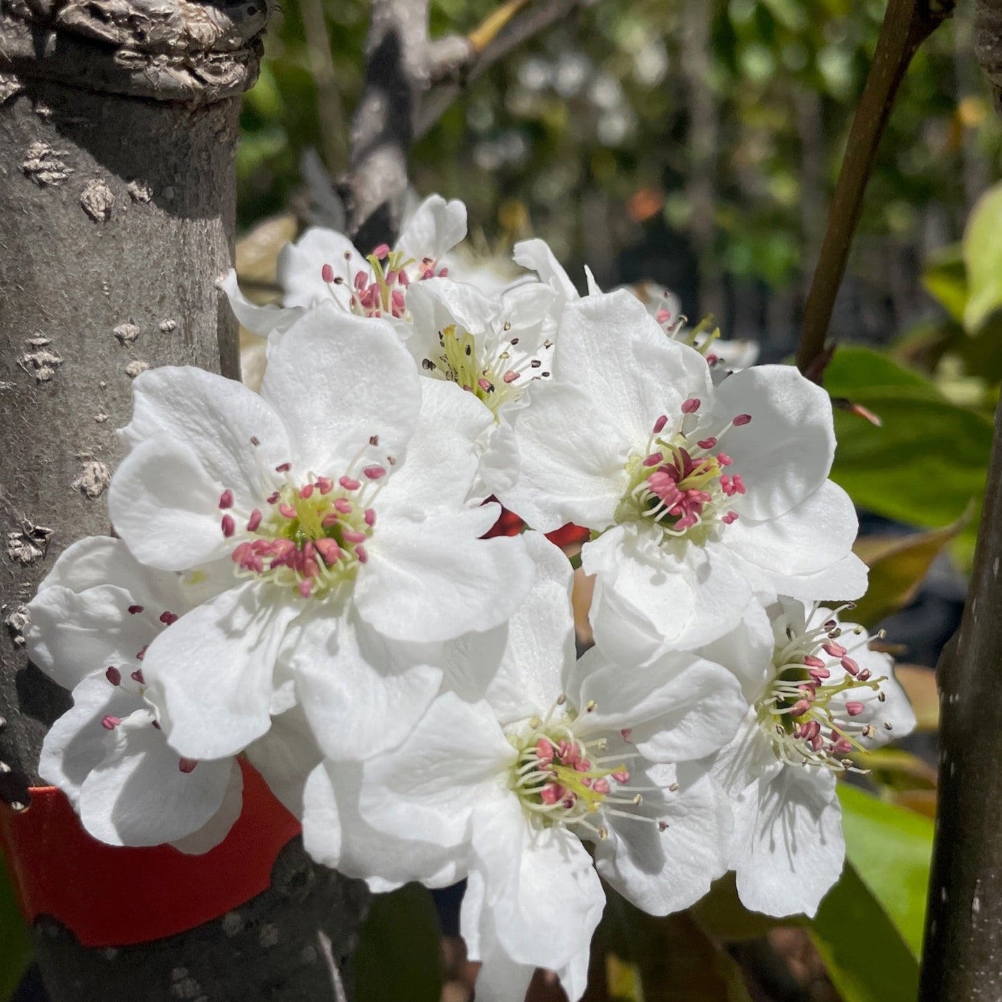 Asian Pear Tree - Pyrus communis