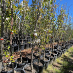 Ishiiwase Asian Pear