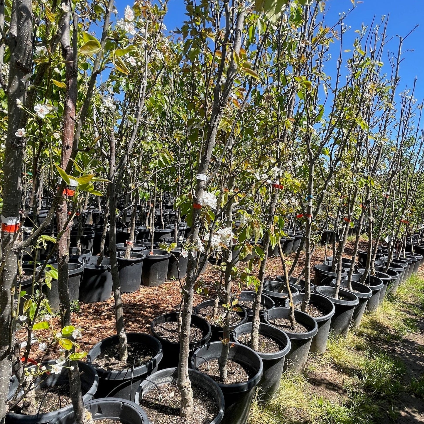 Asian Pear Tree - Pyrus communis