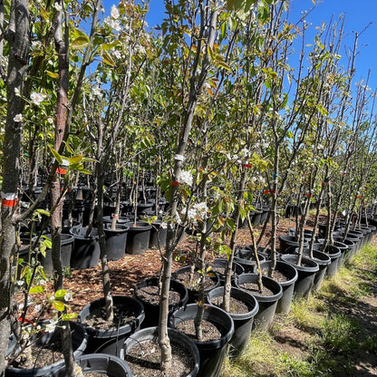 Asian Pear Tree - Pyrus communis