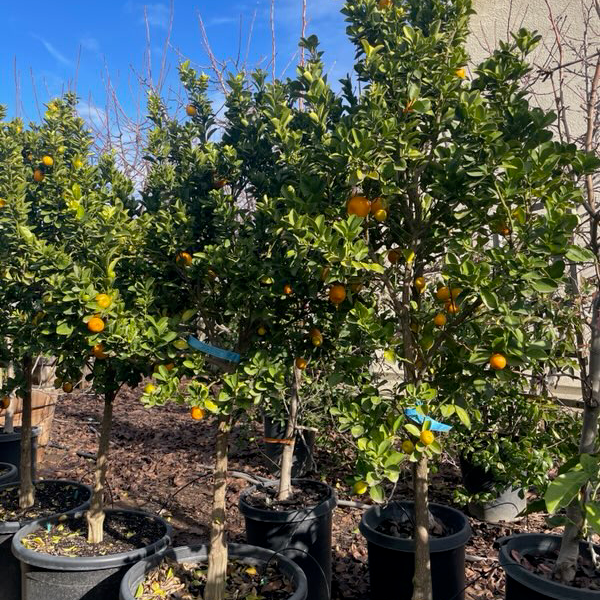 Sweet Kumquat