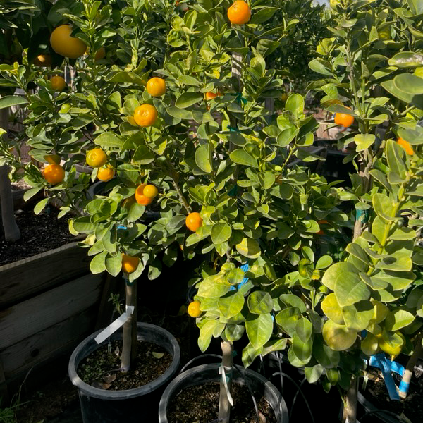 Sweet Kumquat