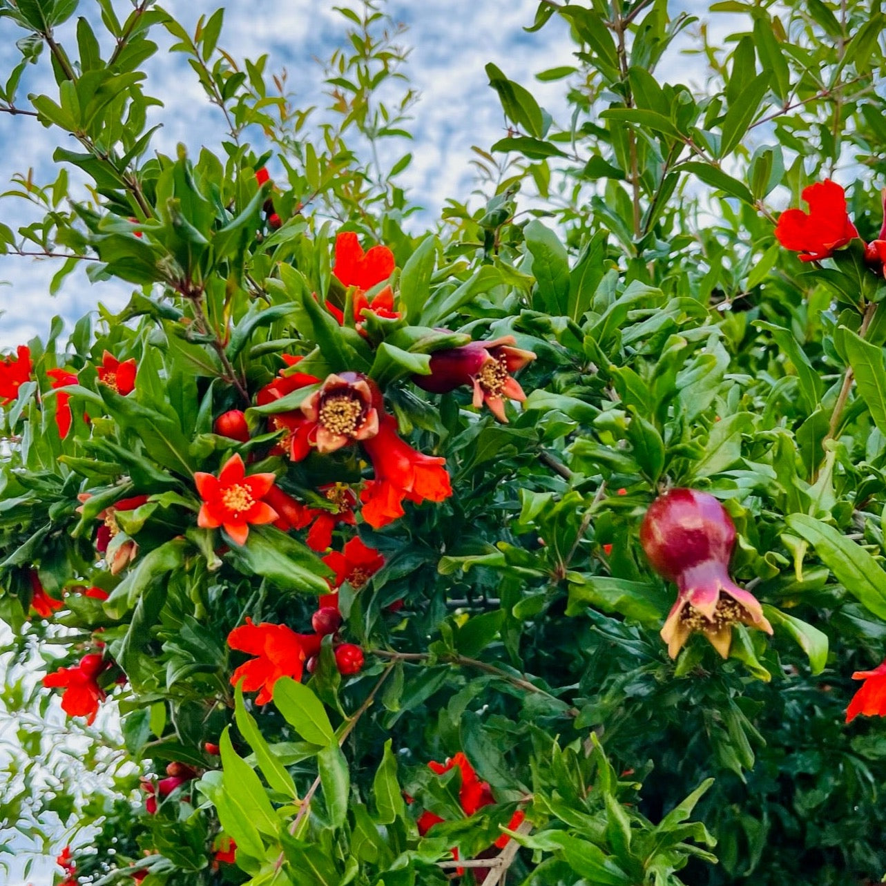 Pomegranate Tree-Wonderful Pomegranate