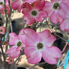 山茱萸花-粉色四照花