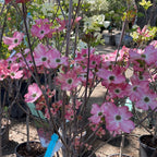 红布拉四照花