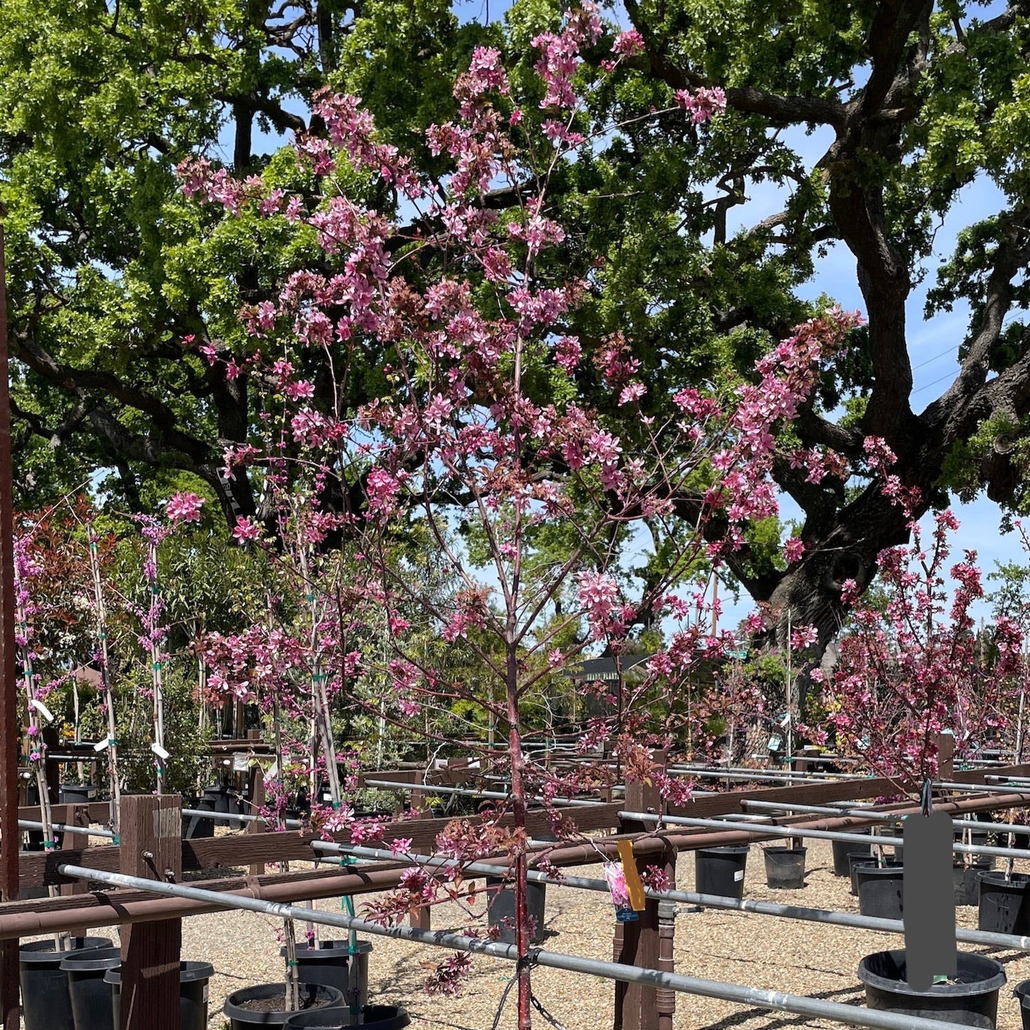 Begonia tree - Hongxia Begonia