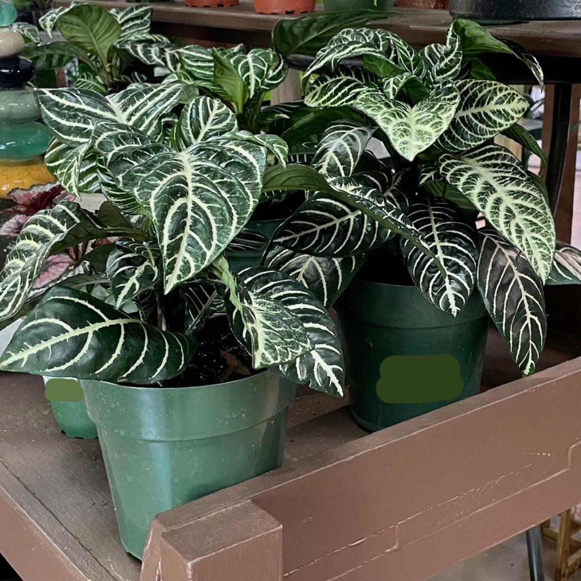 Aphelandra Zebra