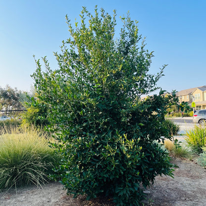 Orange Tree - Washington Navel Orange