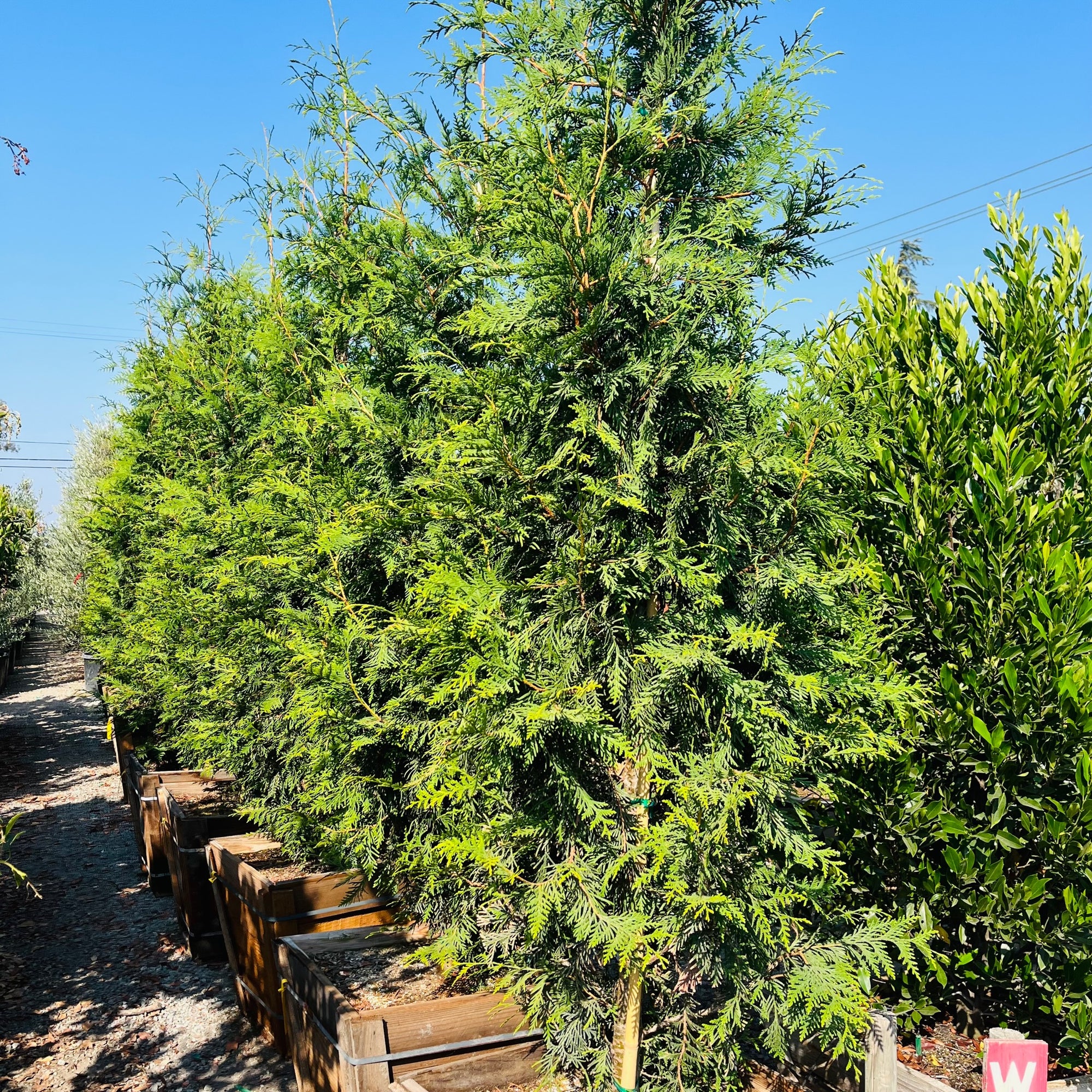 Thuja Green Giant