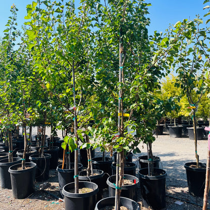 Apricot Tree - Blenheim Apricot