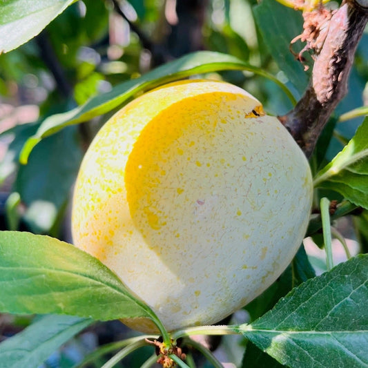 Plum Tree – Emerald Green Plum