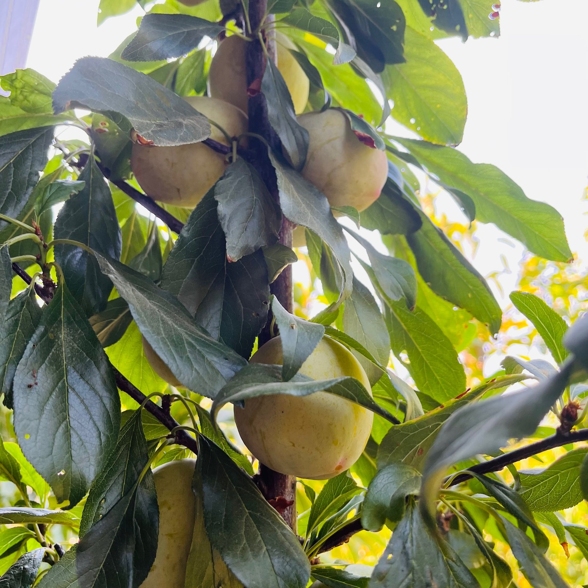 Emerald Beaut Japanese Plum
