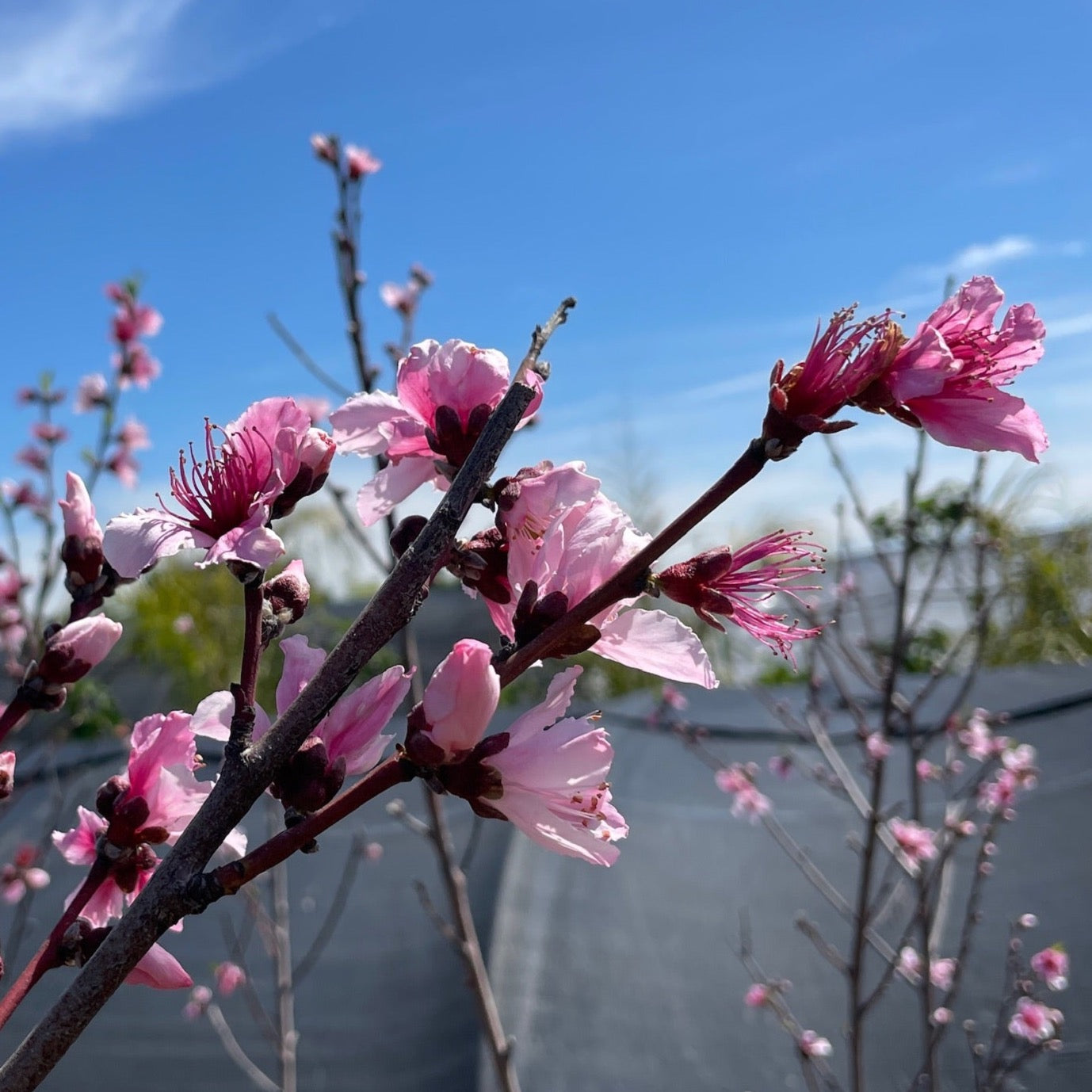 Peach Tree-Peach·Donut Peach