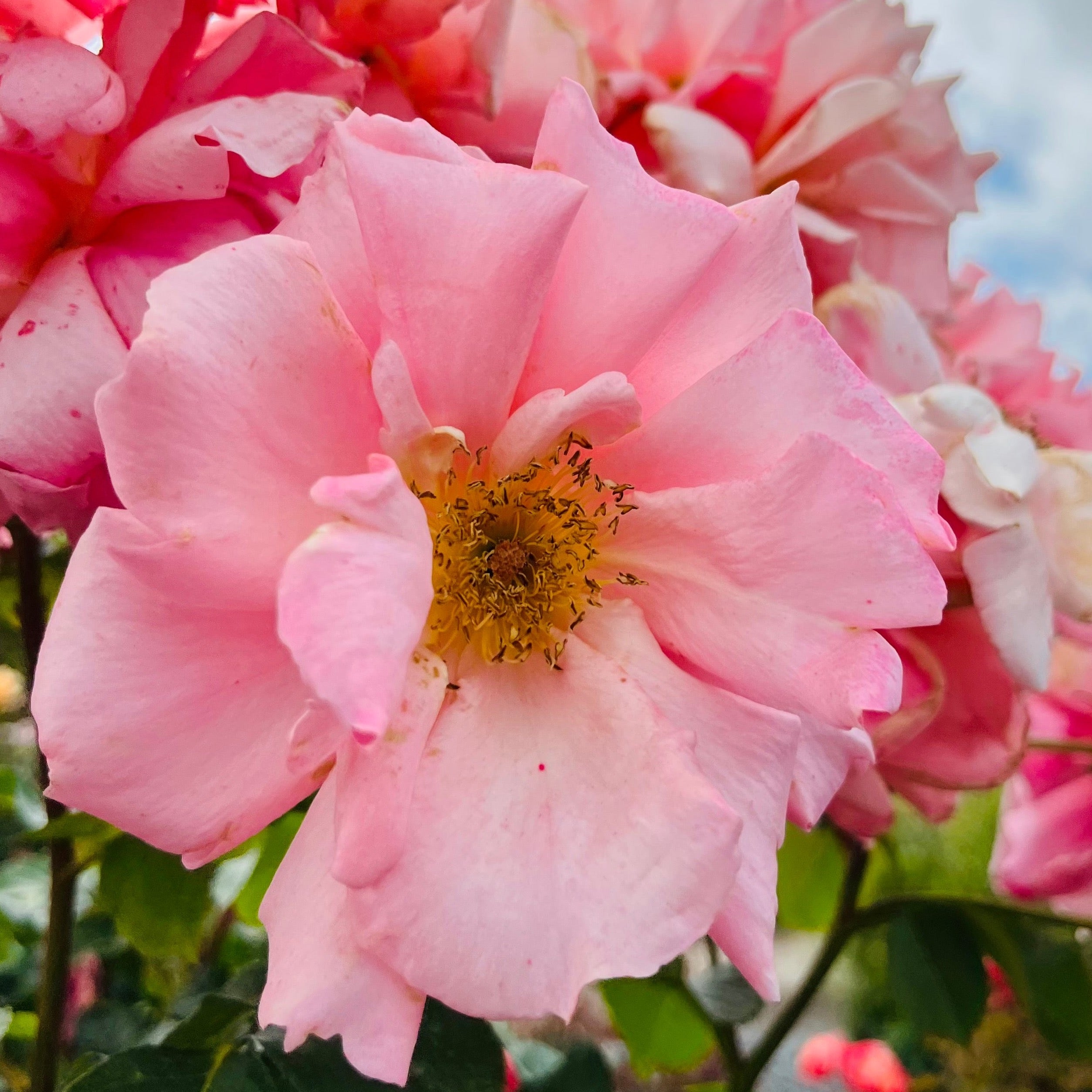 Apricot Candy Rose