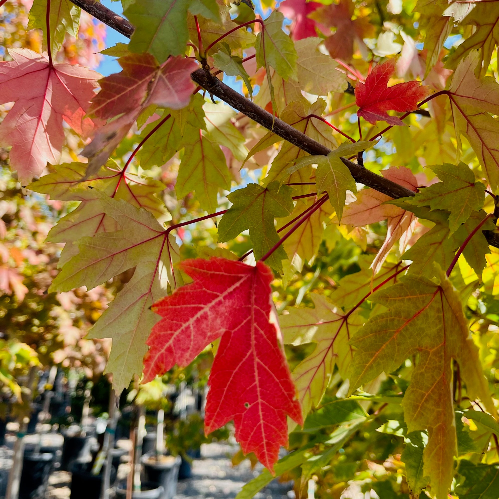 Autumn Blaze Jeffersred Maple