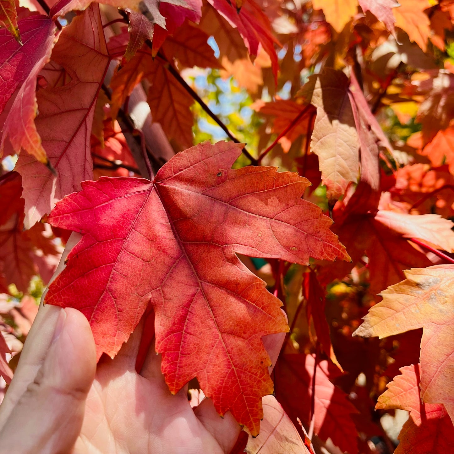 Maple - Autumn Flame Maple