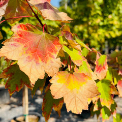 红叶枫树-酒酿葡萄树