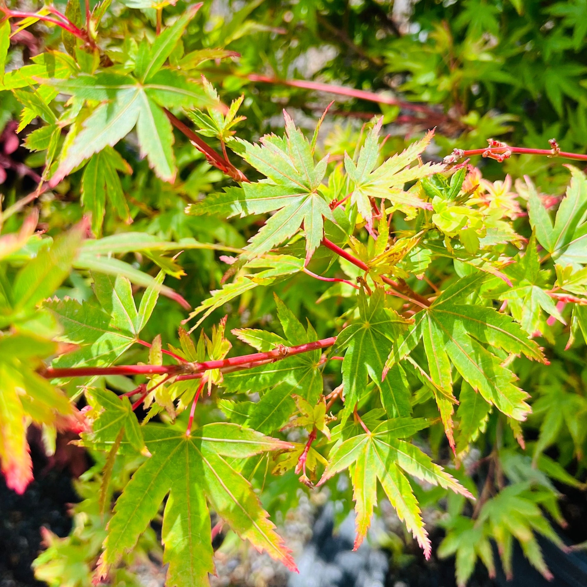 Corvallis Broom Japanese Maple