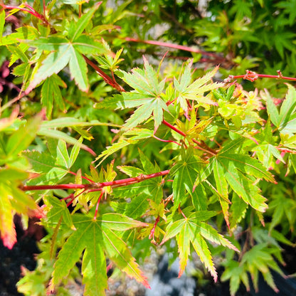 Japanese Maple - Witches Broom